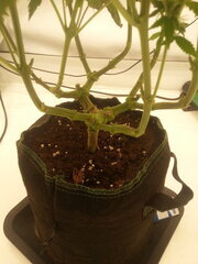 Jack Herer 12/12 +40