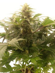 Jack Herer 12/12 +40