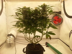 Jack Herer 12/12 +40