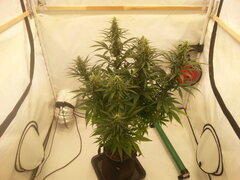 Malawi 12/12 +40