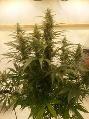 Malawi 12/12 +40