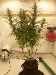 Malawi 12/12 +40