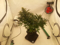 Sensi Purple Kush 12/12 +40