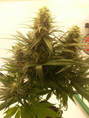 Sensi Purple Kush 12/12 +40