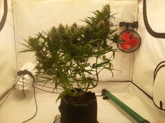 Sensi Purple Kush 12/12 +40