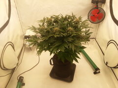 Kush T 12/12 +40