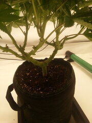 Kush T 12/12 +40