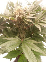 Kush T 12/12 +40