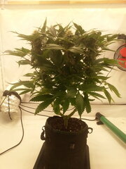 Kush T 12/12 +40