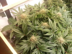 Kush T 12/12 +40