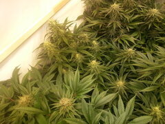 Sensi Purple Kush 12/12 +40