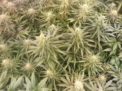 Malawi 12/12 +40