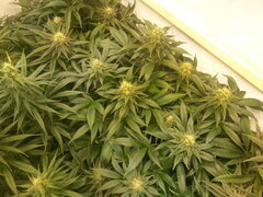 Jack Herer 12/12 +40
