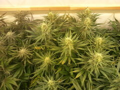 Panama 12/12 +40