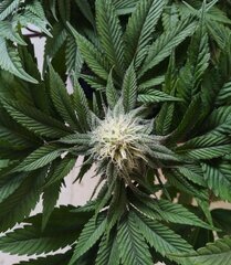 13dec L2 bud3.jpg