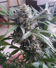 13dec Mand bud.2.jpg