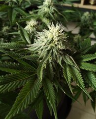 13dec L2 bud2.jpg