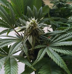 13dec L1 bud1.jpg
