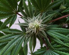 13dec L1 bud2.jpg