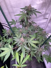 Tropicanna Punch BX1