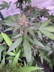 Tropicanna Punch BX1