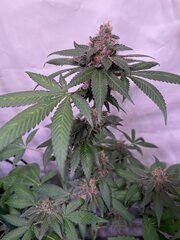 Tropicanna Punch BX1