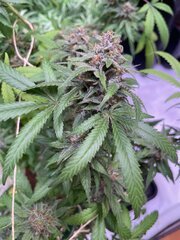 Gavlyn