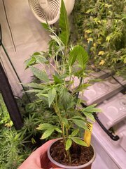 Neville Haze