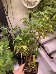 Autre pheno de Gavlyn