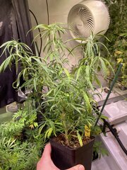 Original Haze