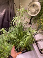 Original Haze