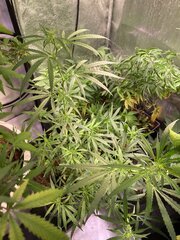 Original Haze