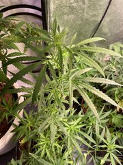 Original Haze