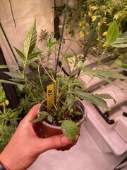 Tropicanna Punch BX1