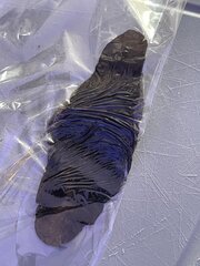 IMG_0094.jpeg