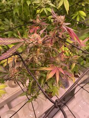 Tropicanna Punch BX1
