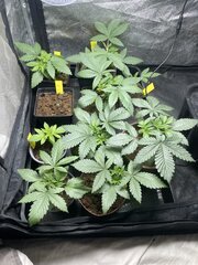 IMG_0156.jpeg