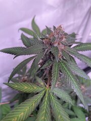 Tropicanna Punch BX1