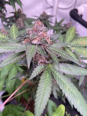 Tropicanna Punch BX1