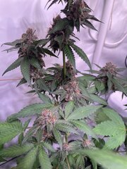 Tropicanna Punch BX1