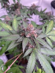 Tropicanna Punch BX1