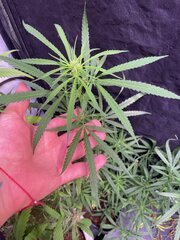 Original Haze