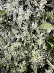 Fresh frozen GMO