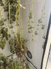 IMG_0289.jpeg