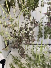IMG_0290.jpeg
