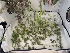 IMG_0291.jpeg