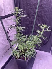 IMG_0301.jpeg