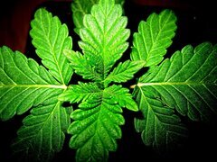 IMG_0649.JPG