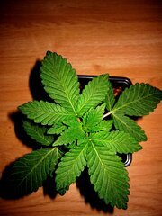 IMG_0664.JPG
