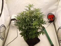 AJ 12/12 +19
